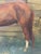 Wood Mid-Century British Equestrian Horse Portrait Attributed to Lionel Ellis, c.1950–60 For Sale - Image 7 of 18