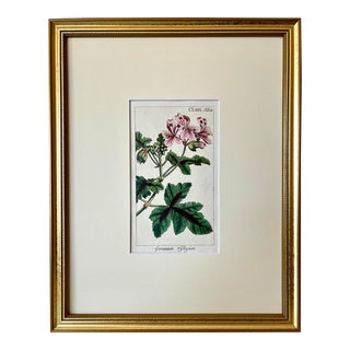 Antique Floral Botanical Print of Pink Geraniums by Johannes Zorn 1785 For Sale