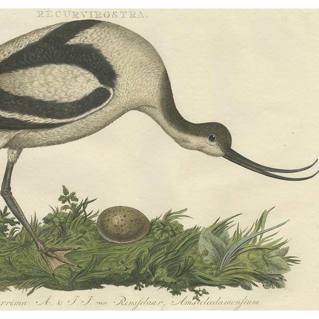 Sepp & Nozeman, The Pied Avocet, 1770, Print For Sale - Image 4 of 5