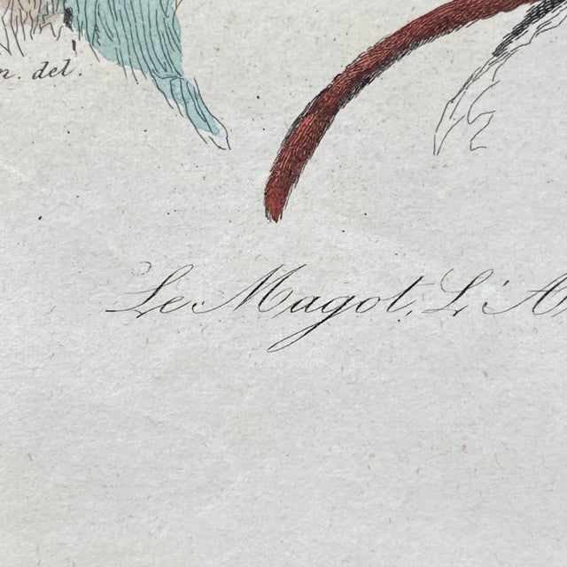 French Antique 18th Century "L'Ouistite" Monkey Engraving Hand Colored Signed Artwork For Sale In Portland, ME - Image 6 of 12