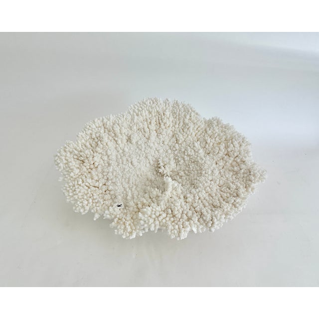 Chinoiserie Natural Table Coral on Acrylic Base For Sale - Image 3 of 8