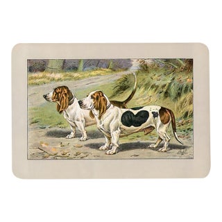Basset Hound Dog Print, 1907, Antique Dog Print, Lithograph, France For Sale