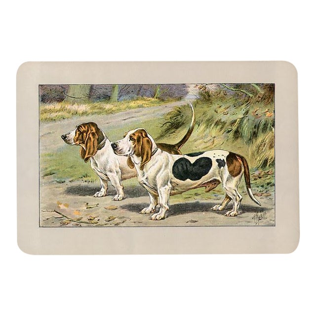 Basset Hound Dog Print, 1907, Antique Dog Print, Lithograph, France For Sale