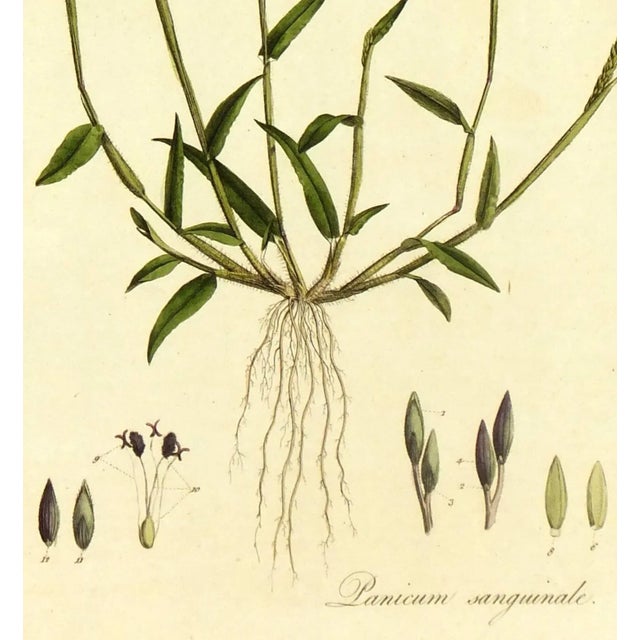Antique hand colored engraving of grass or Panicum Sanguinale by W.Curtis, circa 1820. Artwork was intended to be actual...
