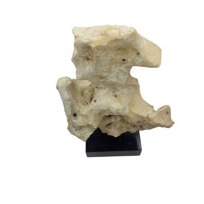 2010s Indonesian Coral Stone On Teak Stand For Sale - Image 5 of 5