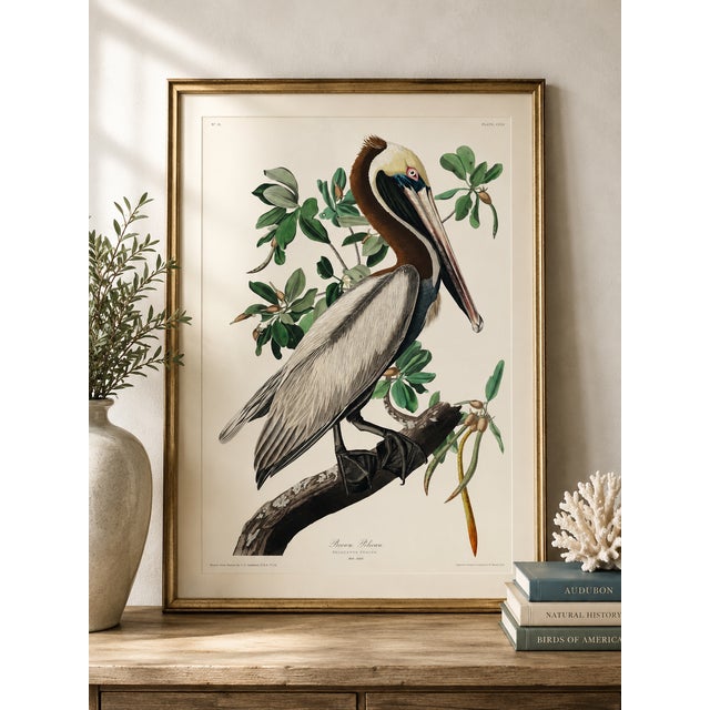 Paper Brown Pelican by Audubon, Vintage Art Print Reproduction, 40" X 60" For Sale - Image 7 of 12