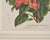 Set of Nine Botanical Lithograph Prints After Louis Van Houtte For Sale - Image 17 of 18