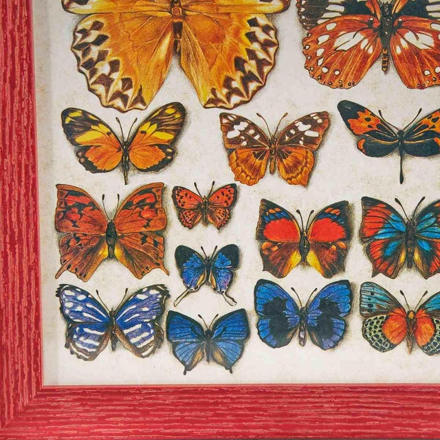 Butterfly Nature Chart, 1980s For Sale - Image 5 of 7