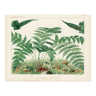 Late 1800s, Chain Fern Print, Original Antique Fern Print, Lithograph, England For Sale