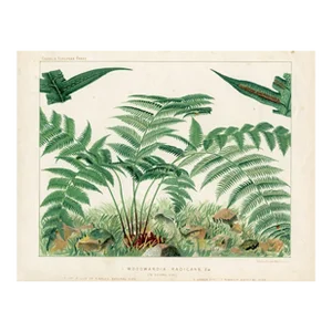 Late 1800s, Chain Fern Print, Original Antique Fern Print, Lithograph, England