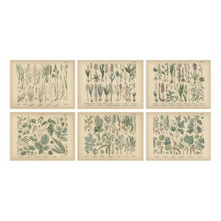 Antique Botanical Charts of German Flora & Orchids Atlas, Stuttgart, 1885, Set of 6 For Sale
