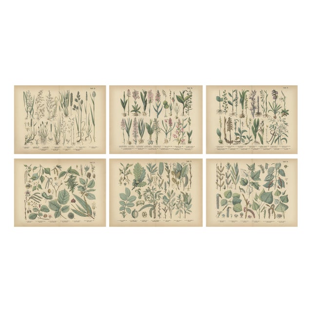 Antique Botanical Charts of German Flora & Orchids Atlas, Stuttgart, 1885, Set of 6 For Sale