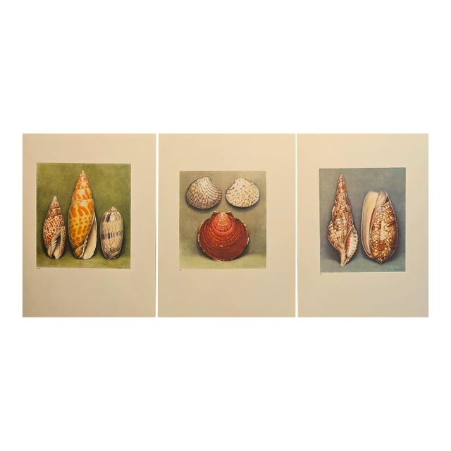 1935 Rare Set of 3 French Lithographs- Sea Shells For Sale