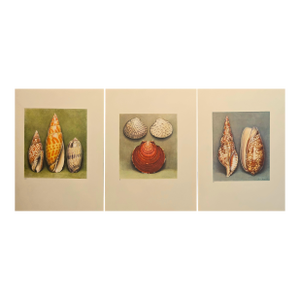 1935 Rare Set of 3 French Lithographs- Sea Shells