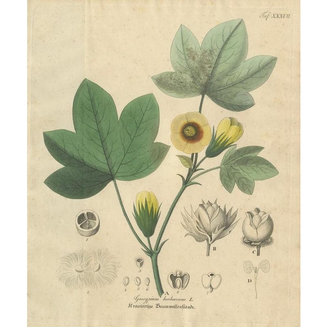 Antique Cotton Botanical Print, Gossypium Herbaceum, c.1831 : This clear and balanced botanical engraving depicts...