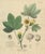 Antique Cotton Botanical Print, Gossypium Herbaceum, c.1831 : This clear and balanced botanical engraving depicts...