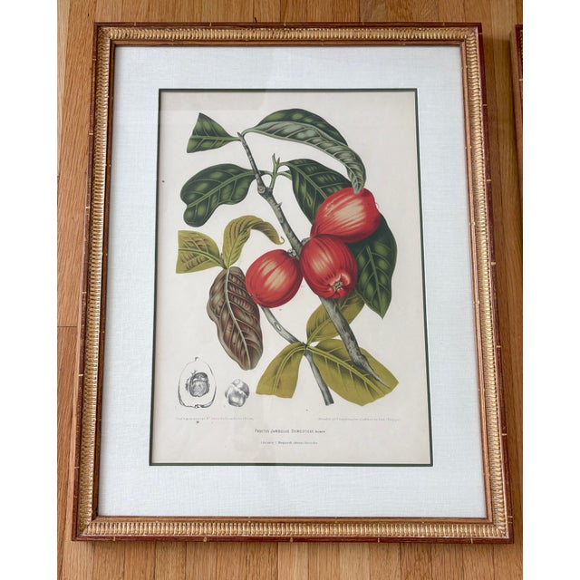 Pair of vintage reproduction botanical prints Tropical botanical prints with vibrant colors Prints of illustrations from:...