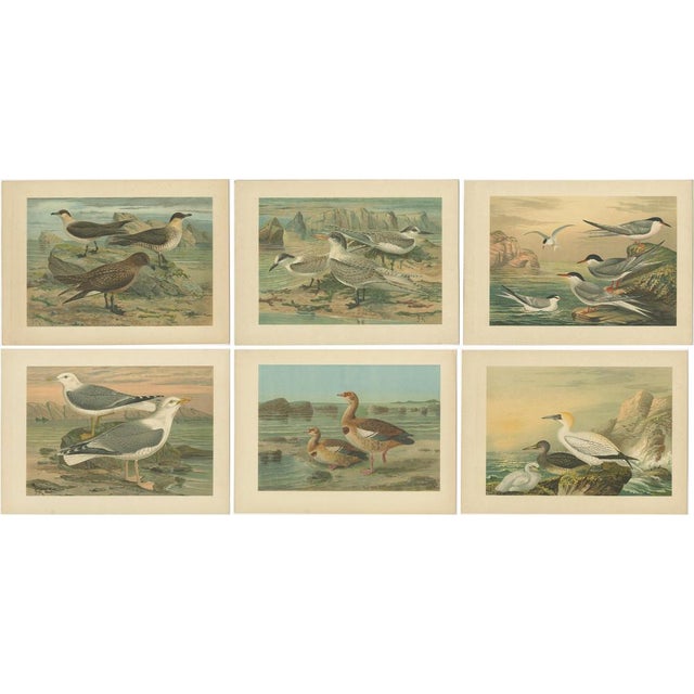 Antique Chromolithographs of European Seabirds – Gulls, Terns, Skuas, Geese and Gannets, c.1890 A vibrant set of six...