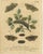 Albin, Moths & Caterpillars Common Rustic, Drab & Tiger Moths, 1720, Prints, Set of 4 For Sale - Image 3 of 10