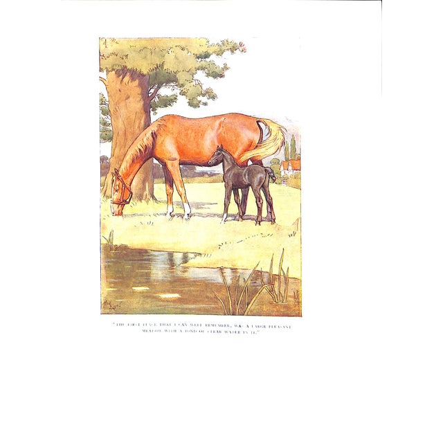 "Black Beauty: The Biography of a Horse" Sewell, Anna For Sale - Image 12 of 12