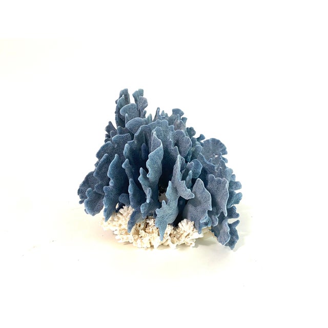 Natural Blue Coral Specimen For Sale In Los Angeles - Image 6 of 7