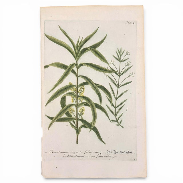 Original c.1730 hand-colored botanical mezzotints by Johann Wilhelm Weinmann, from Phytanthoza Iconographia, one of the...