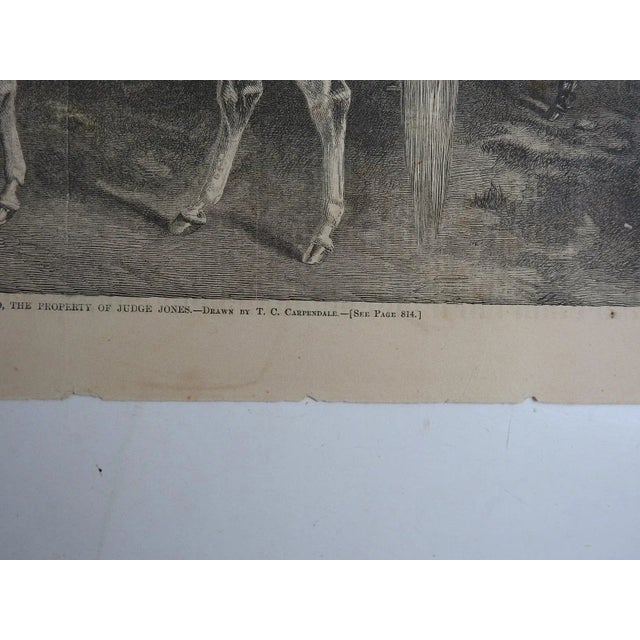 English Antique 1860 Harpers Weekly Engraving Arabian Stallion For Sale - Image 3 of 6