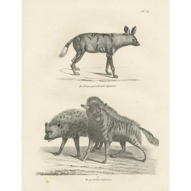 C.C. G. Zool., The Striped, Spotted, and Brown Hyenas in Detail, 1836, Lithograph For Sale - Image 6 of 11