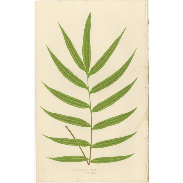 Fern Collection with English Species Names, 1856, Lithograph, Set of 10 For Sale - Image 9 of 14