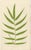 Fern Collection with English Species Names, 1856, Lithograph, Set of 10 For Sale - Image 9 of 14