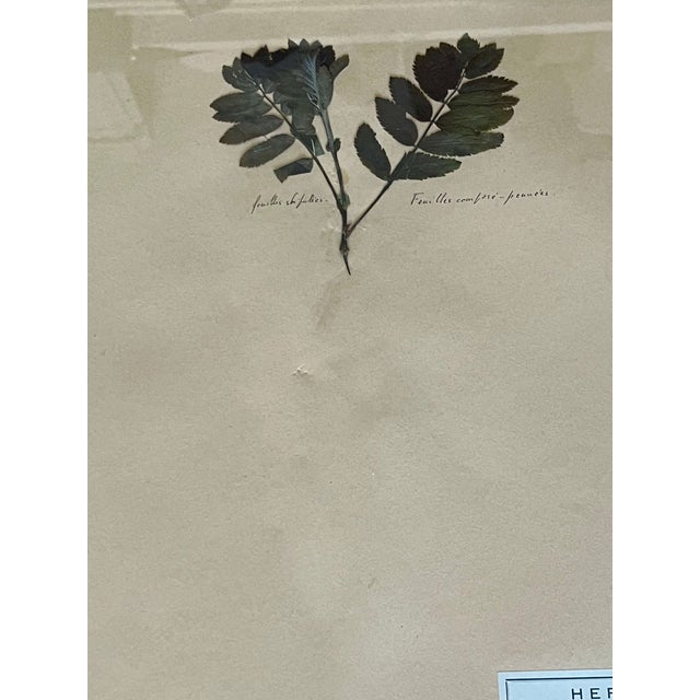 1965 French Herbarium Botanical Specimens – Set of 9 Custom Framed Pressed Botanicals For Sale - Image 16 of 17