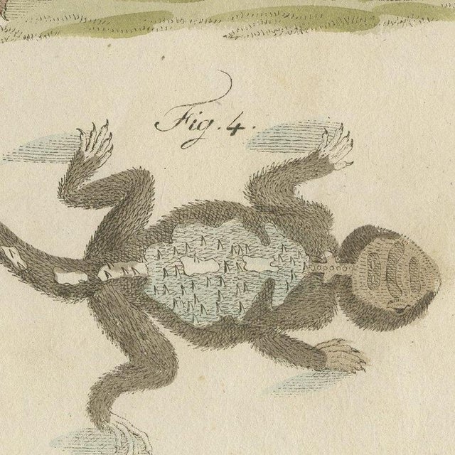 Beige Bertuch, Skink and Grey Lizards, 1805, Print For Sale - Image 8 of 12