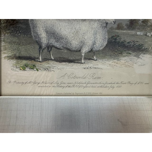Mid 20th Century Framed Sheep Engravings Bakewell Ram Oxfordshire Downs - Set of 2 For Sale - Image 4 of 14