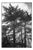 Paul Cooklin, Roman Cypress Trees, Italy, Edition of 50 For Sale