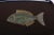 Vintage Couroc Black Resin Inlaid "Fish" Tray For Sale - Image 9 of 12