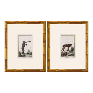 Pair of Original Early 19th Century French Monkey Engravings 1800