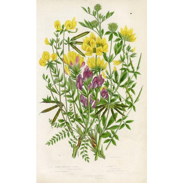 Paper Antique Botanical Prints by Anne Pratt, Set of 6, 1870s, Original Lithographs, England For Sale - Image 7 of 7