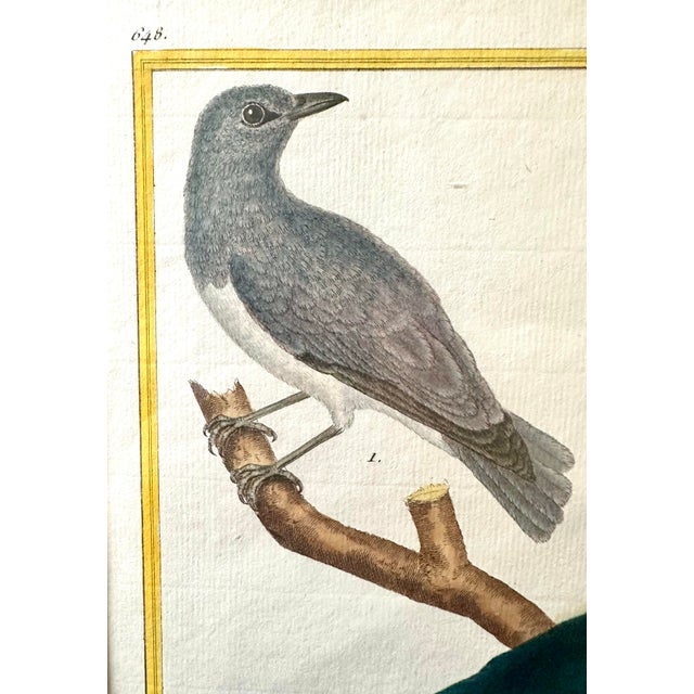 Original 18th-century hand-colored copperplate engraving by François-Nicolas Martinet, created for Histoire Naturelle des...
