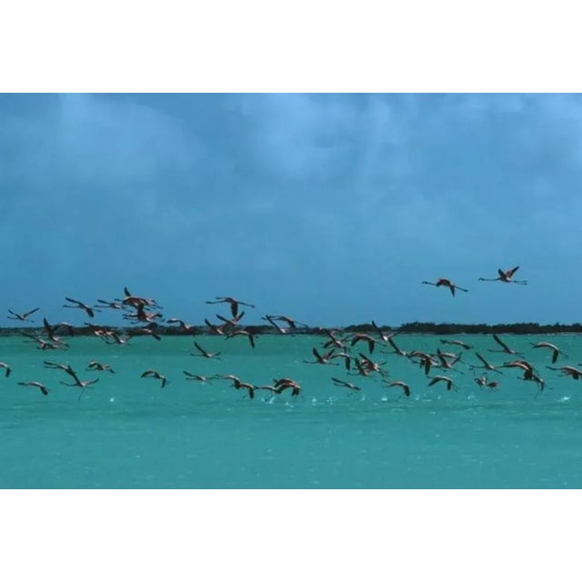 Flamingos In Curacao 1979 by Slim Aarons Slim Aarons Limited Estate Edition Flamingos in flight, Curacao, Netherlands...