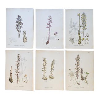 1873 Collection Sowerby Hand Colored Pink and Lavender Botanical Book Plates - Set of 6 For Sale