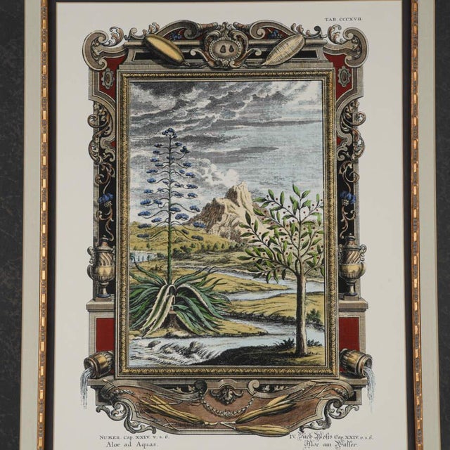 Baroque Late 19th Century Antique Etching by Johann J. Scheuchzer, After Prinz, "Aloe and Aquas", Framed For Sale - Image 3 of 11