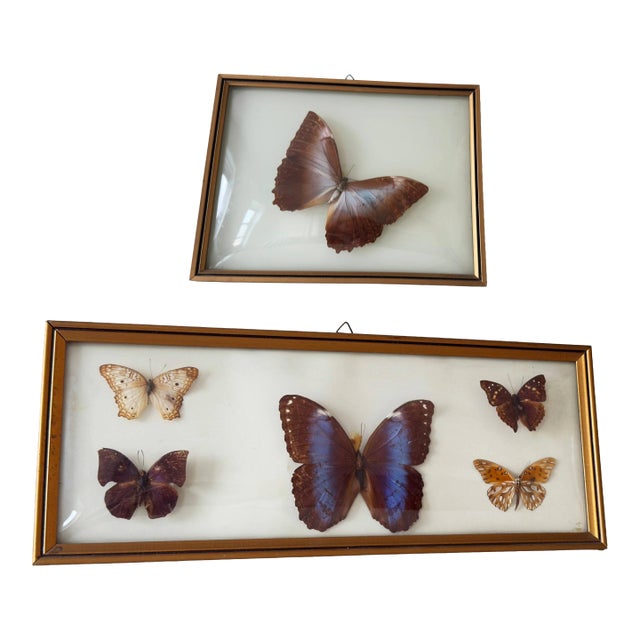 Vintage 1970s Framed Morpho Butterfly Specimens, Pair For Sale