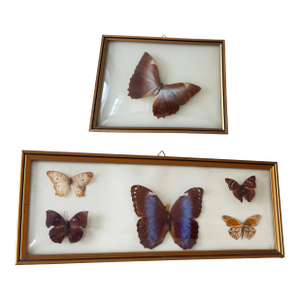 Vintage 1970s Framed Morpho Butterfly Specimens, Pair