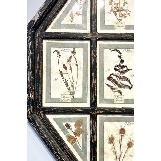 Vintage Herbarium, Florence, 1941 For Sale - Image 4 of 10