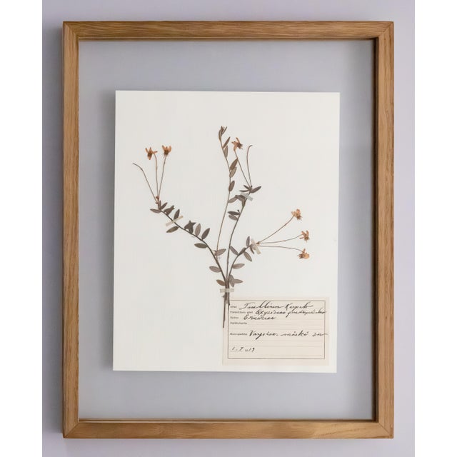 Wood Custom Framed Antique Finnish Herbarium Botanical Specimens (Floating Photo Picture Frame) For Sale - Image 7 of 9