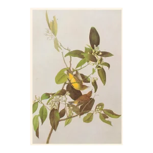 1966 Vintage Cottage Print "Yellow Red-Poll & Wood Warblers" After John James Audubon