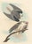 Collection of 4 Vintage 1966 John James Audubon Bird Reproduction Prints 8.5" X 12.75" For Sale In Washington DC - Image 6 of 17