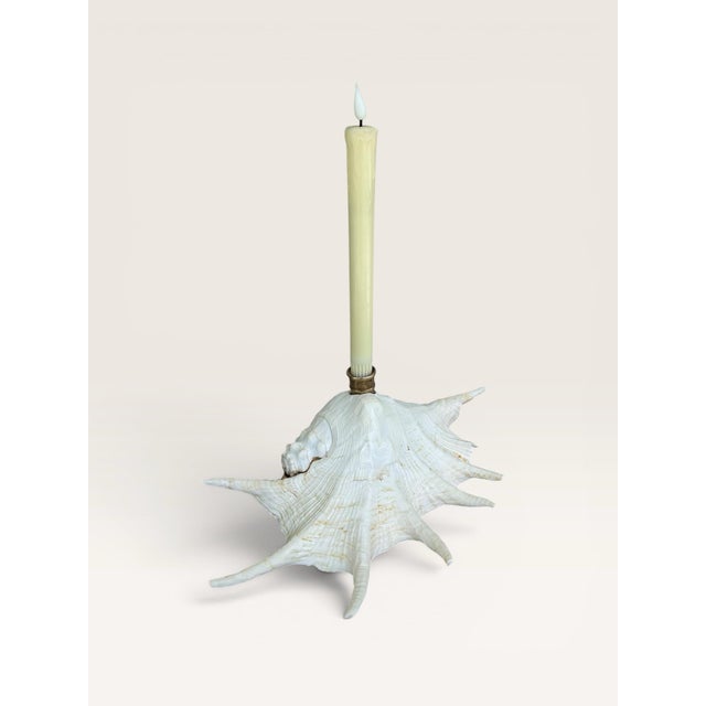 Contemporary Extra Large Coastal Heirloom Spider Conch Shell Candlestick Holder | Brass Candle Cup | Organic Modern Coastal Decor For Sale - Image 3 of 8