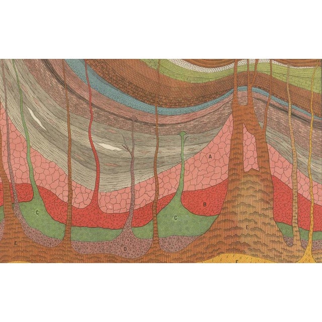 Black Antique Geological Cross-Section Chromolithographs, 1888, Set of 2 For Sale - Image 8 of 13