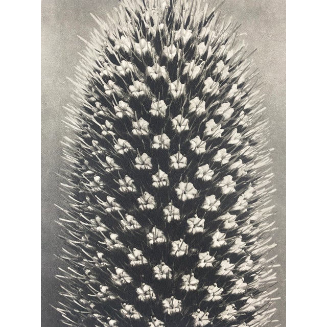 Exquisite Botanical photogravure from famed Urformen Der Kunst portfolio by Blossfeldt . Karl Blossfeldt (1865 - 1932) was...